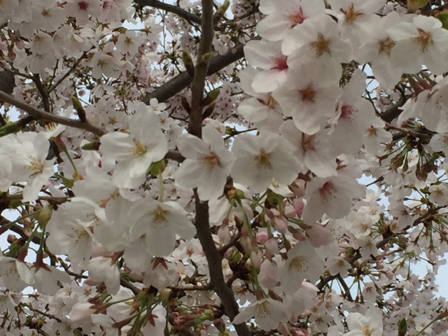 祝 ご入園ご入学