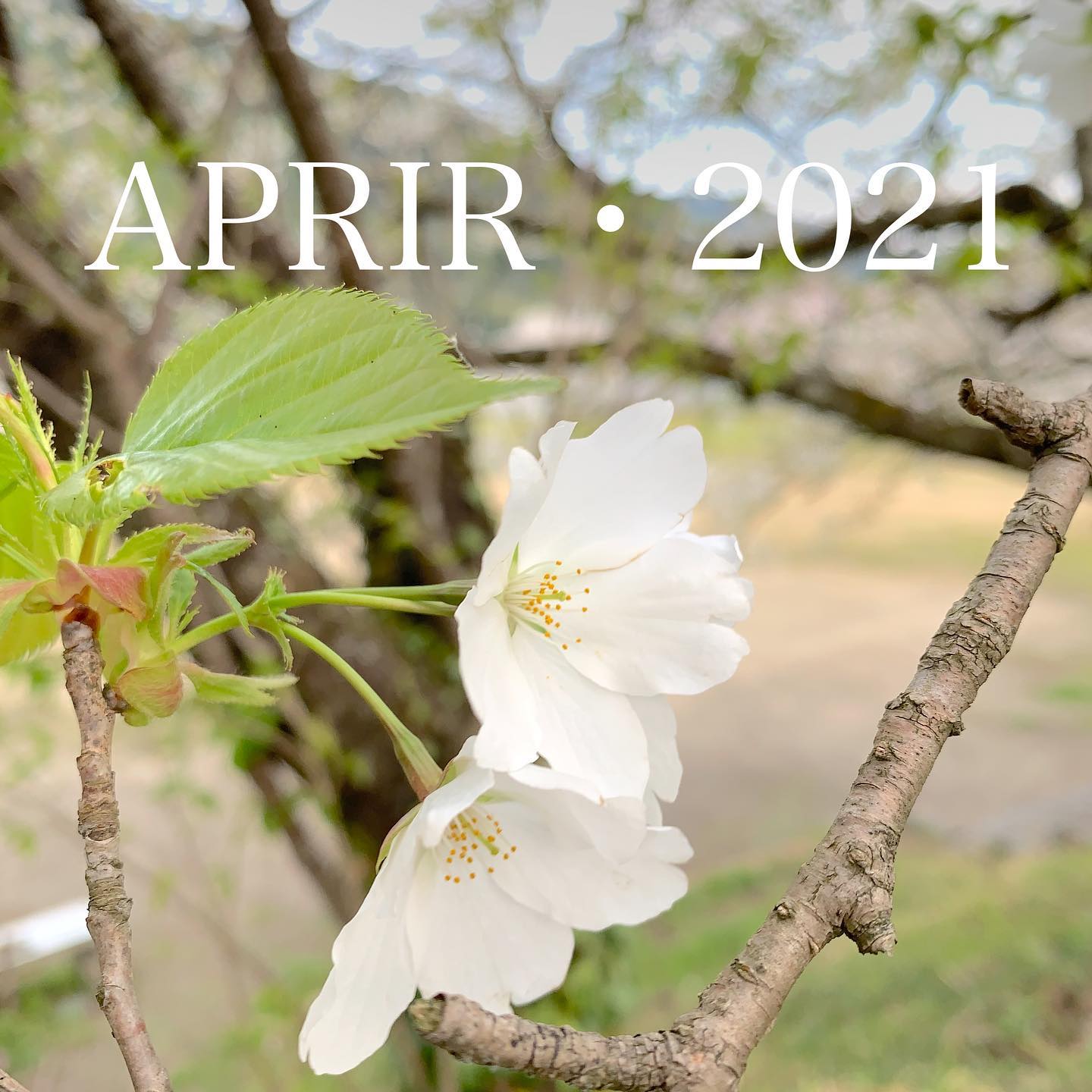 #APRIL#2021#令和3年#4月#祝御入園#祝ご入学#桜